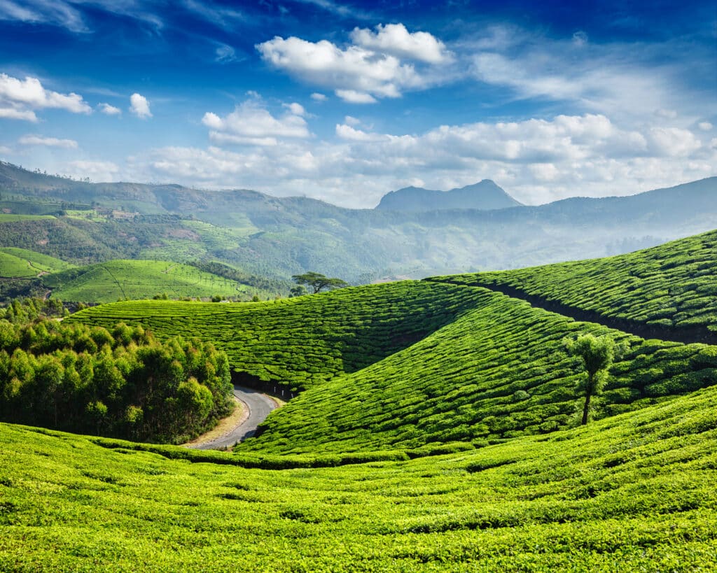 Munnar Tea plantation
