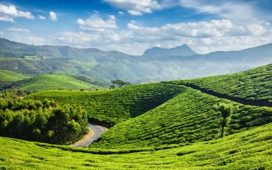 Munnar Tea plantation